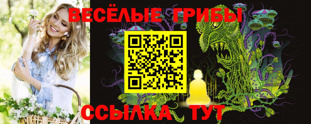 Псилоцибиновые грибы Psilocybe Сосновый Бор